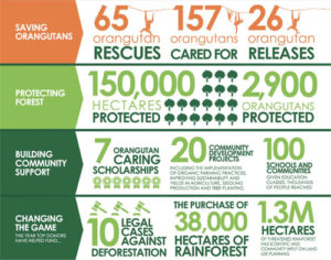 Orangutan project infographic
