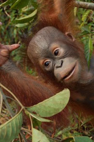 Young Orangutan image