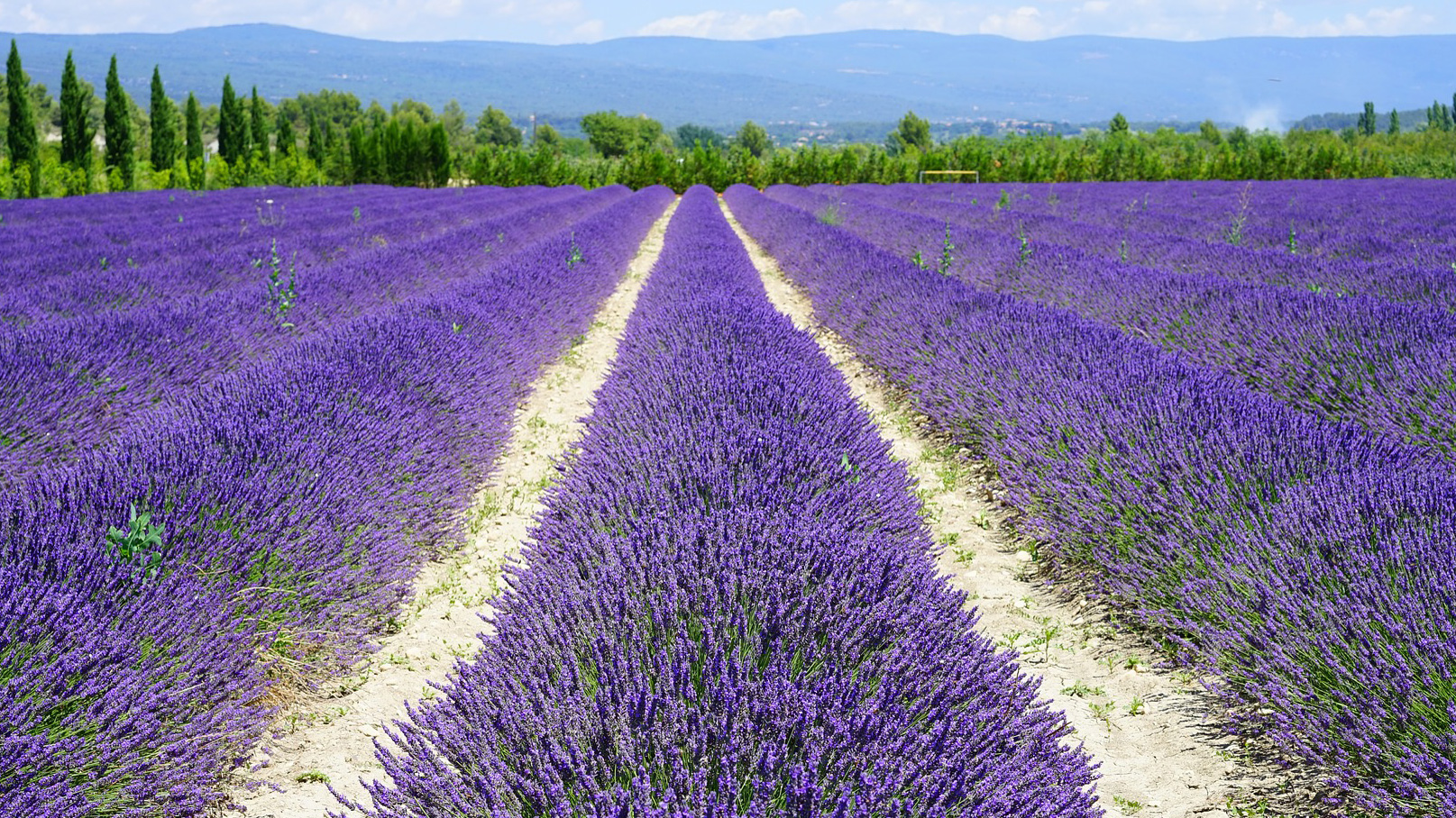 Lavender field