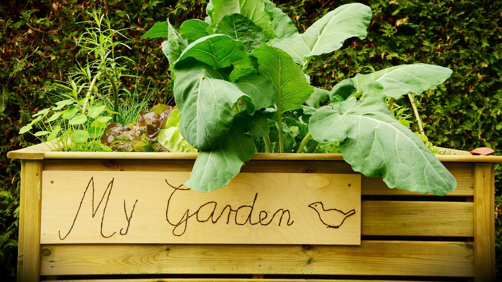 Organic Living Veggie Garden