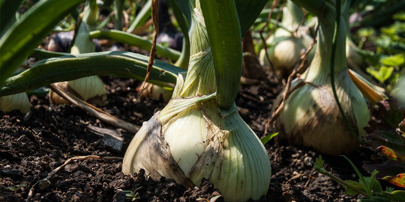 Organic Gardening - Onions Growing in Soil