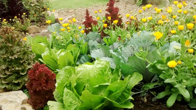 Organic Gardening - Organic Vegetable Garden