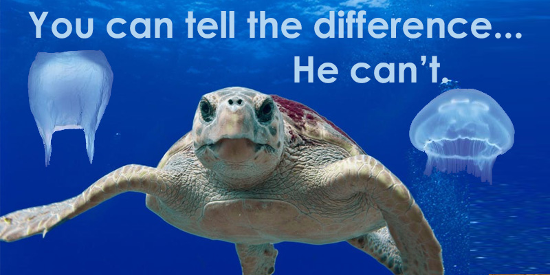 Sea Turtle with Plastic Bag and Jellyfish - You can tell the difference he can't.