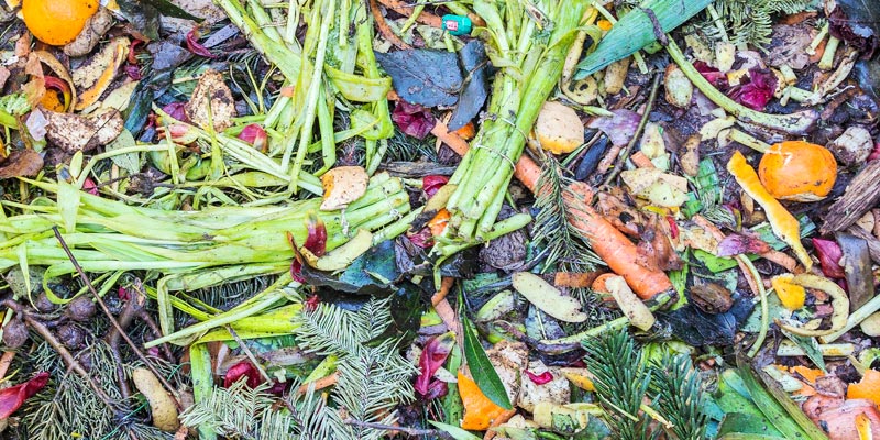 Food Scraps on Compost Heap