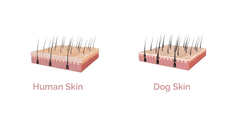 Human Skin and Dog Skin comparison graphic