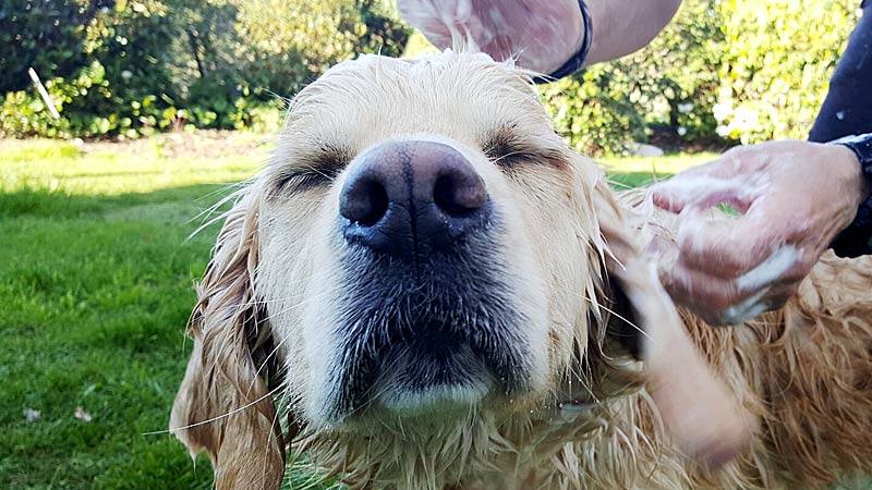 Teddy getting lathered with Natural Dog Shampoo