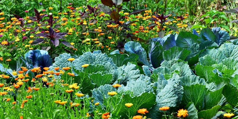 Companion planting for organic garden pest control