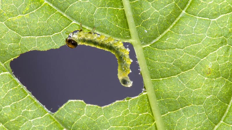 Caterpillar on lEaf Organic Garden Pest Control