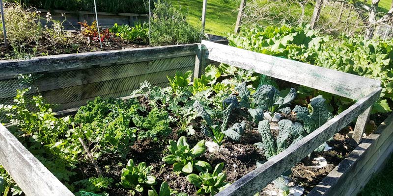 Some of our organic vegetable garden beds