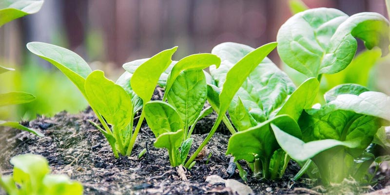 Grow your own leafy green veggies