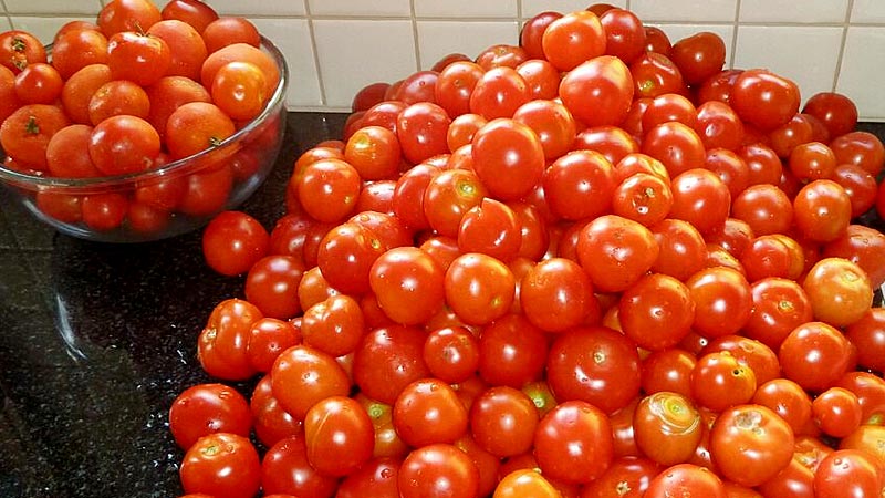 Home grown tomatoes for tomato sauce recipe