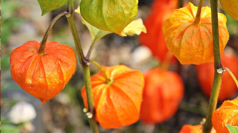 Ashwagandha Plants