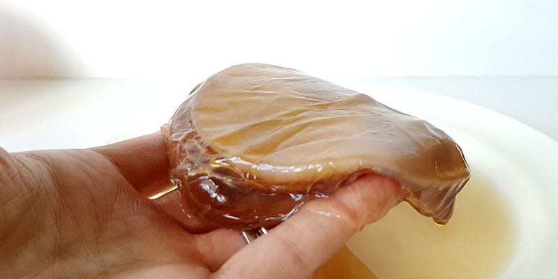 Kombucha SCOBY in the hand