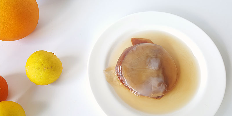 Kombucha SCOBY on a plate