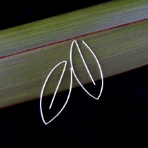 Eco Silver 2 Way Large Leaf Earrings